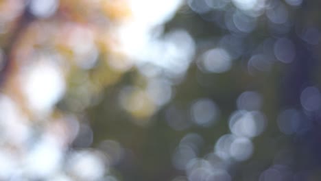 4k footage bokeh background of tree