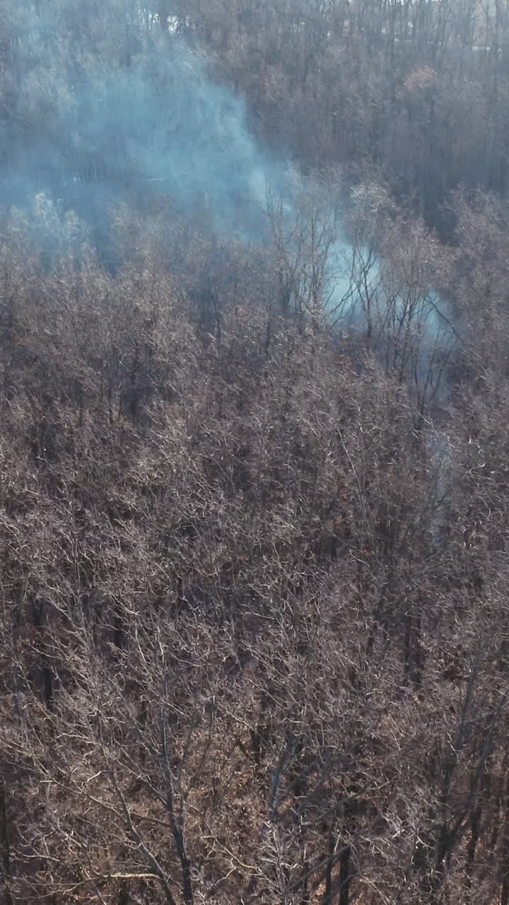 Aerial view of the forest in winter. Flight over the trees and white smoke from bonfire going up in the forest. Vertical video