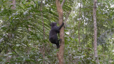 Un-Mono-Salvaje-Y-Libre-Trepando-A-Un-árbol-En-La-Jungla