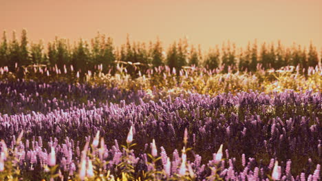 Blühendes-Lavendelfeld-Unter-Den-Farben-Des-Sommersonnenuntergangs