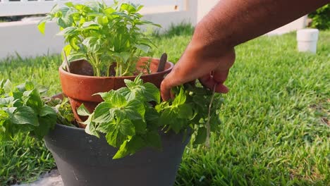 pruning fresh oregano out of the pot