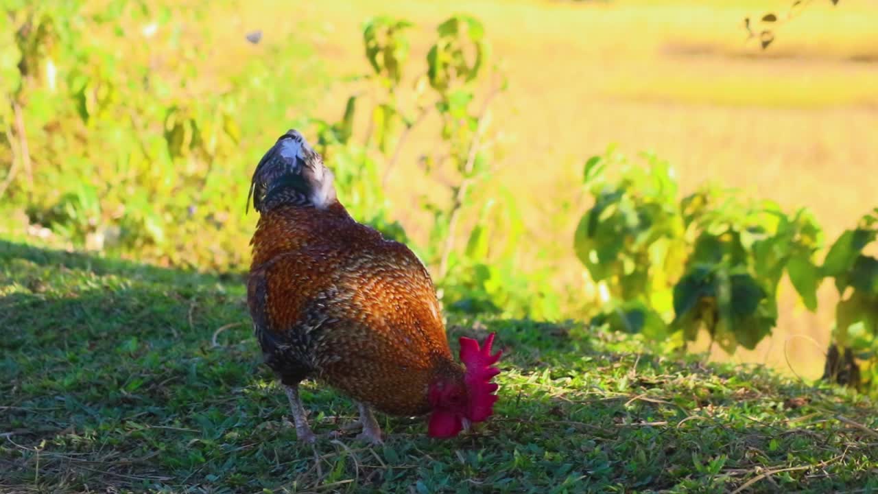 primer plano de un gallo colorido picoteando y comiendo grano de la hierba en el suelo