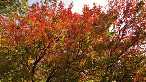 glorious colorful natural autumn leaves