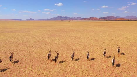 astonishing aerial over herd of oryx antelope wildlife running fast across empty savannah and plains of africa near the namib desert namibia 6