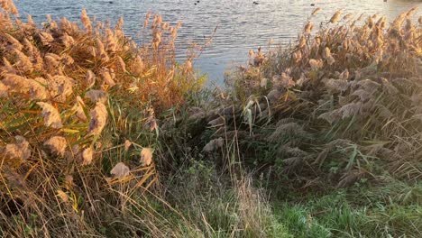 Cañas-De-Agua-Doradas-Balanceándose-En-La-Cálida-Luz-Del-Atardecer