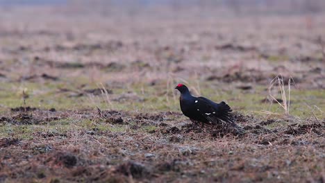 Black-grouse-breeding-lek-fight-in-early-morning