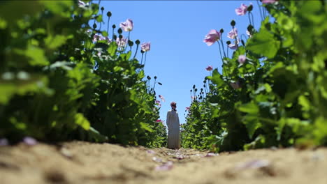 Un-Hombre-árabe-Se-Encuentra-En-Los-Campos-De-Opio-Durante-La-Temporada-De-Cosecha.