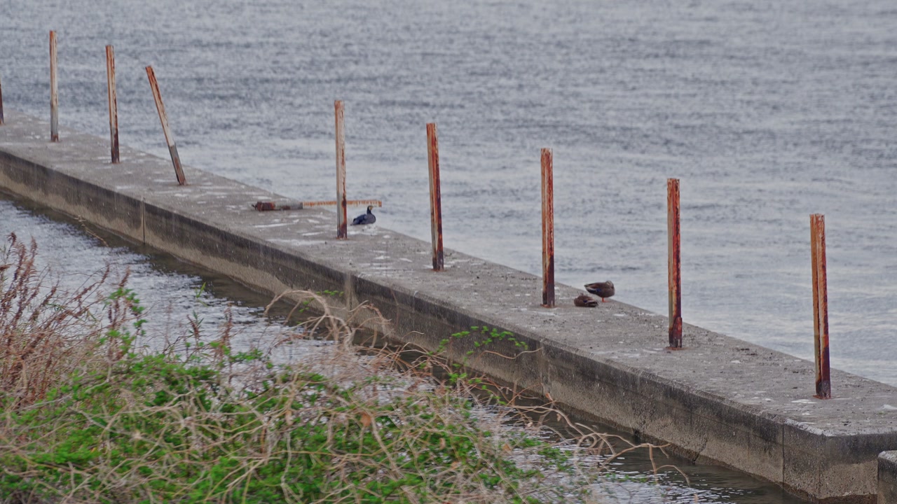 A static medium shot of a weathered concrete levee along the Sumida River in Japan, featuring several birds resting near vertical wooden stakes.