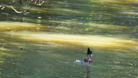 duck swimming in a pond at the zoo