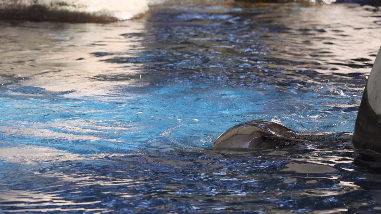 물 속 에서 수영 하고 놀고 있는 해파리
