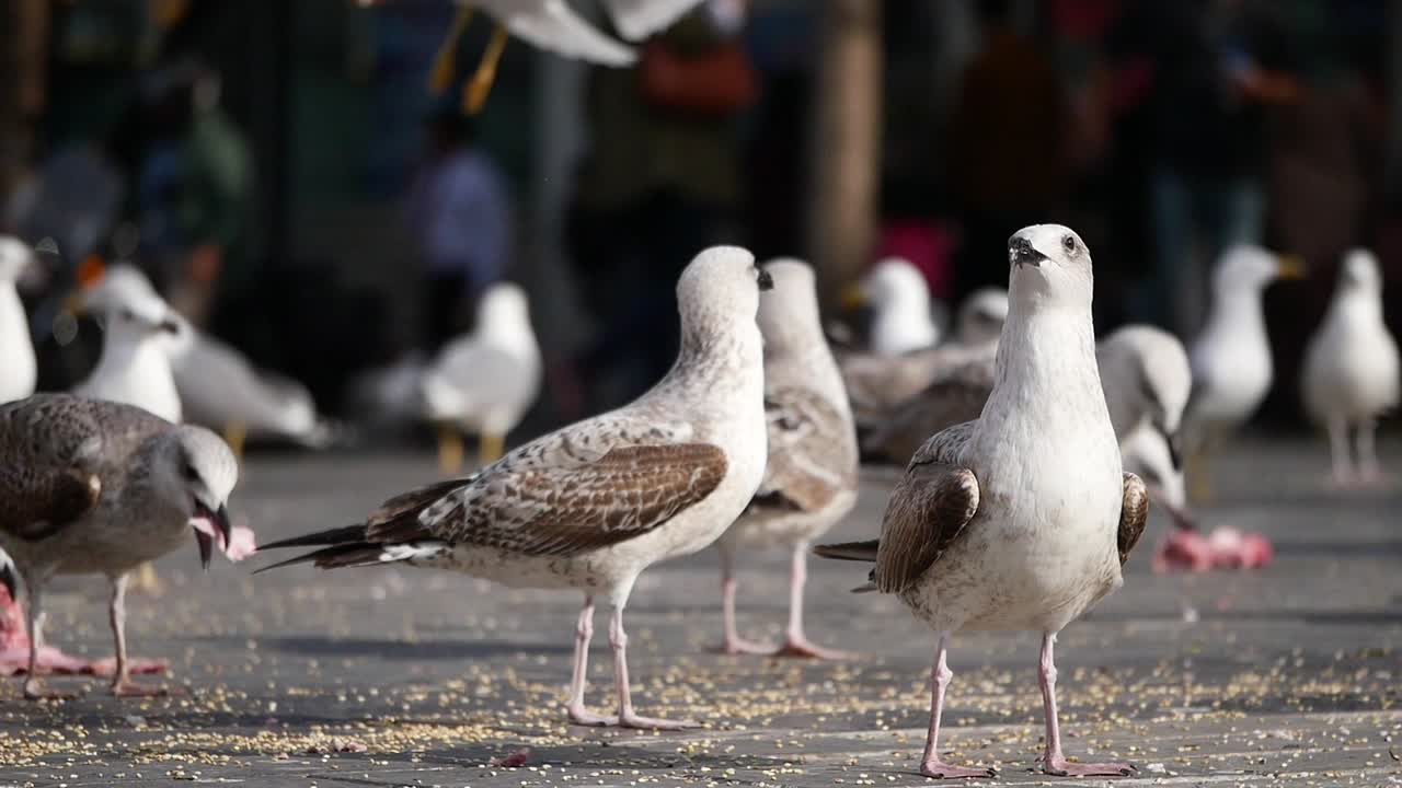Group of Seagulls in an Urban Setting