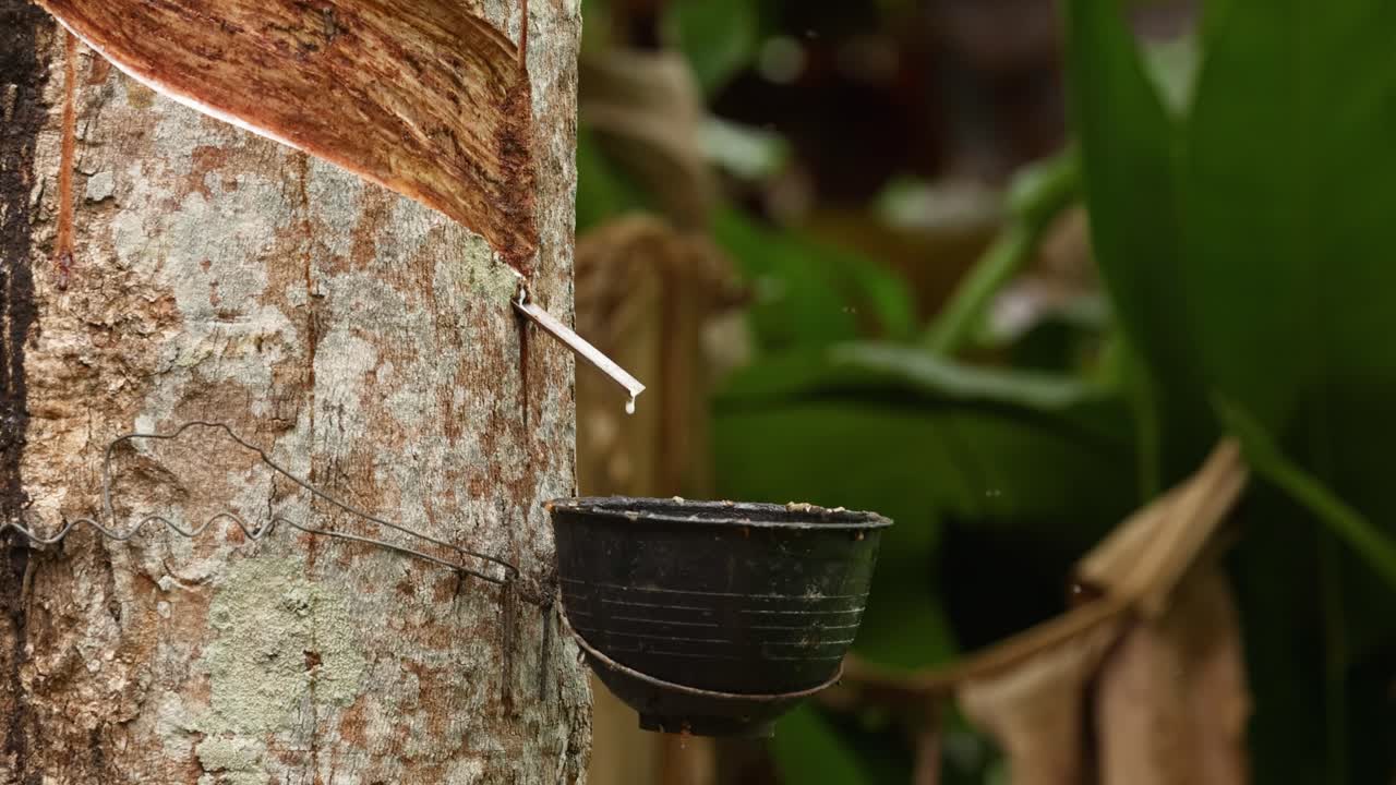 primer plano de la recolección de savia de caucho de un árbol en un entorno agrícola exuberante y verde con iluminación natural
