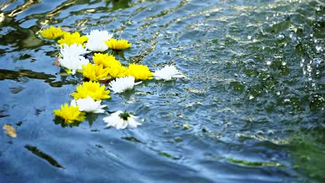 white and yellow flowers float in fountain water