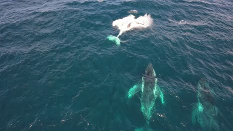 beautiful humpback whales, playful, breaching the waves of australia