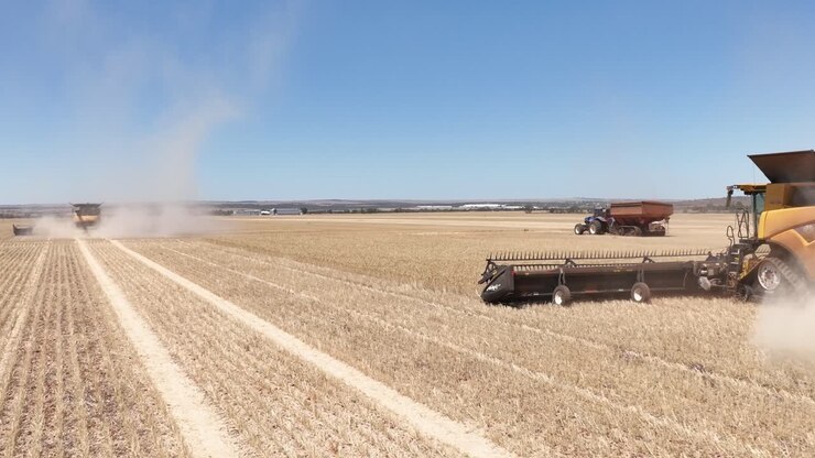 This footage captures the synergy of modern agricultural technology, showcasing the essential role of header fronts in the wheat harvesting process