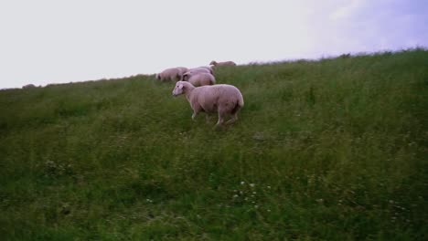 white sheep runs over green slope of a dune in slow motion in good weather in the north of germany
