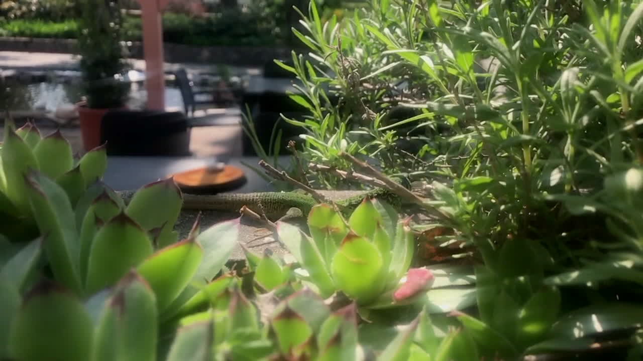 꿈결 같은 정원 식물을 통해 몰래 녹색 도마뱀. 슬로모션