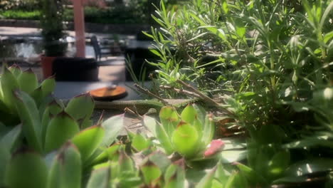 lagarto verde escabulléndose a través de plantas de jardín de ensueño. camara lenta