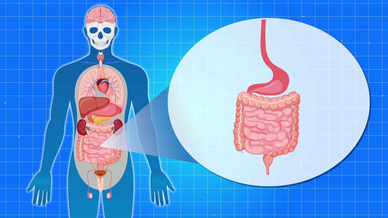 Animation illustrating the human digestive system with labeled anatomical parts, featuring smooth transitions and a clear educational focus