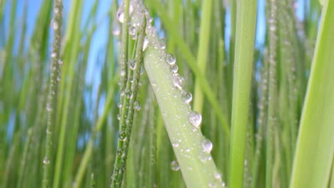 green grass close-up super macro shooting.