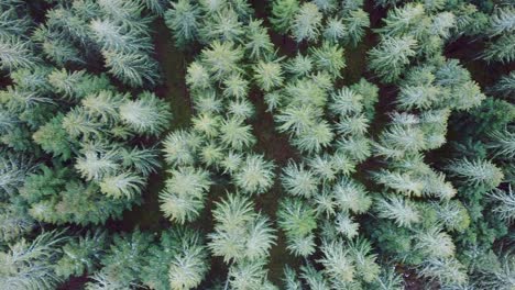 aerial view of evergreen trees canopy from above