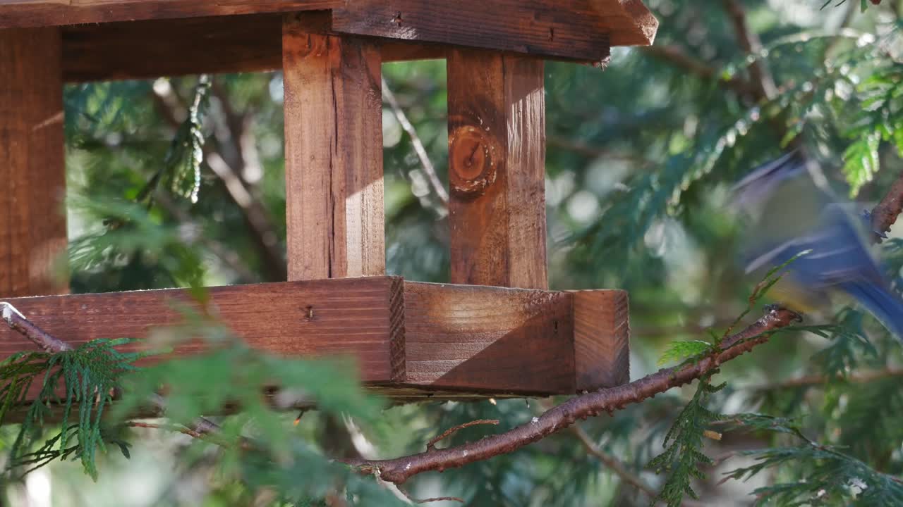 pequeños pájaros de jardín que toman semillas de un alimentador de madera y vuelan lejos