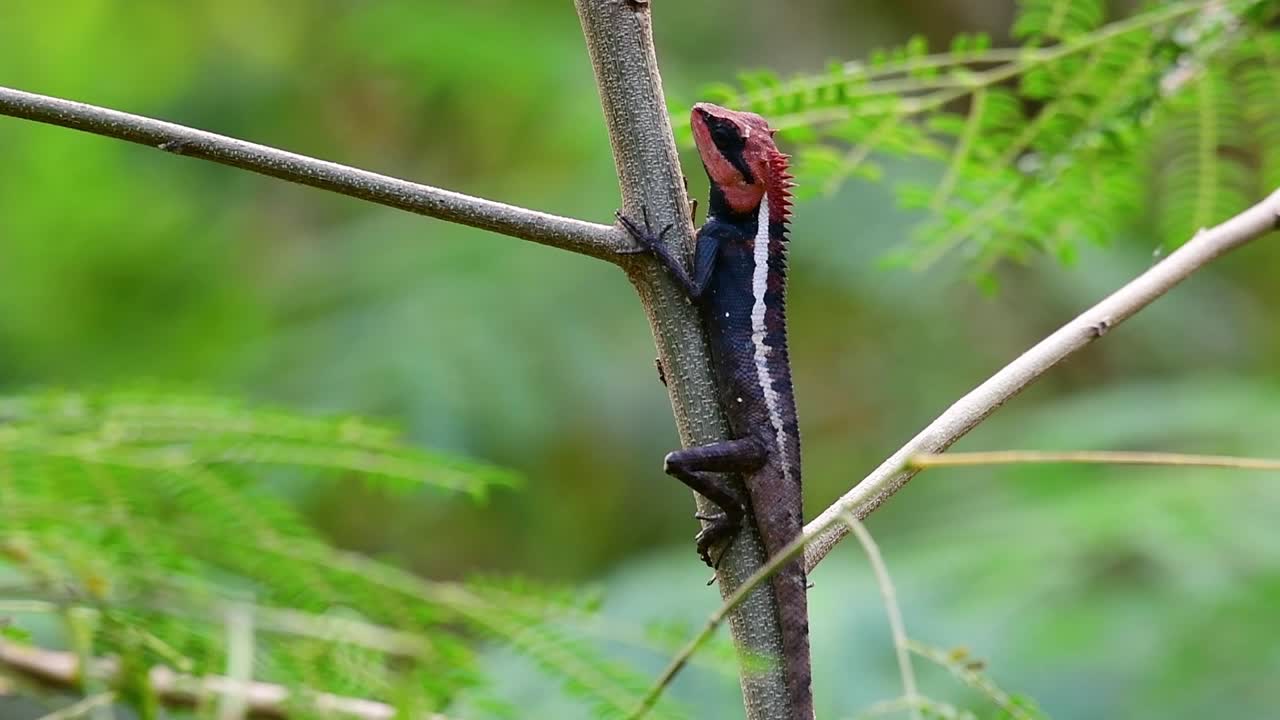 가면을 쓴 가시 도마뱀, 아칸토사우라 크루시게라, 바람이 불고 팔다리를 사방으로 움직이는 동안 어린 나무의 작은 줄기에 매달려 있습니다.
