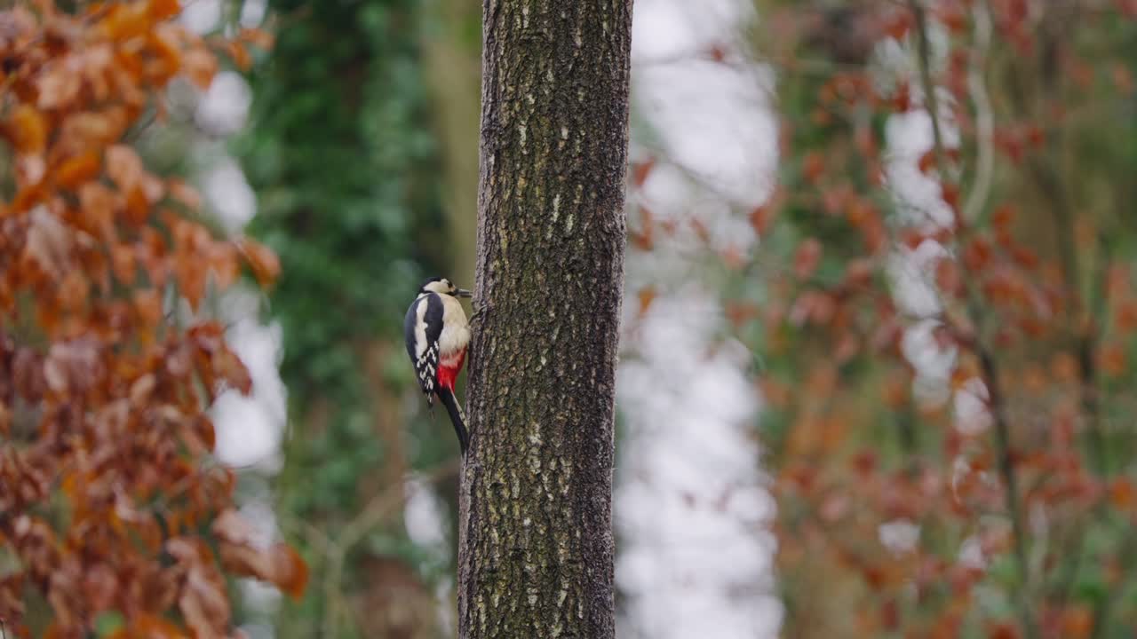 Woodpecker perched on pine tree, subtle movements as it scans surroundings, forest backdrop