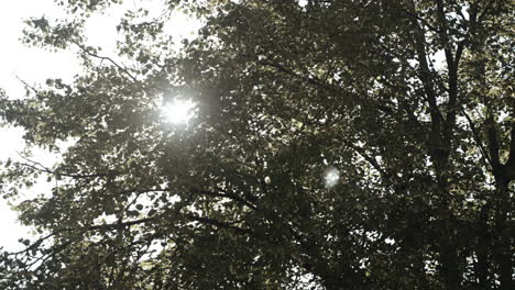 Frog's-eye-level-shot-of-tree-leaves-with-sunlight-glow