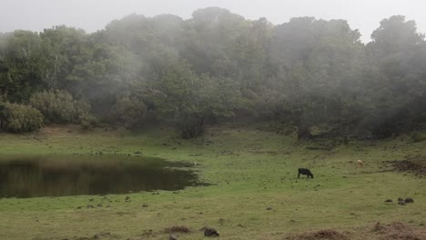 Fast-interval-timelapse-of-forest-with-a-small-pond-and-clouds-passing-through