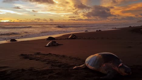 Tortugas-En-La-Playa-De-Arena-De-Ostional-Al-Atardecer-Para-Desovar