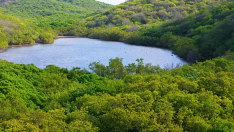 Aerial-orbit-ascend-to-reveal-flamingo-flock-feeding-in-secluded-mangrove-pond