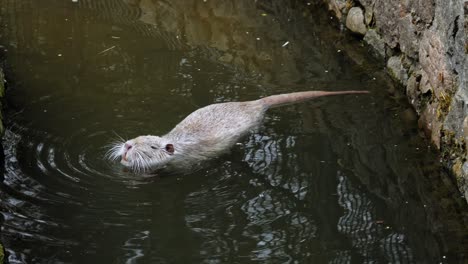 White-Nutria-Swimming-In-A-Mossy-Canal---High-Angle,-Slowmo