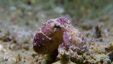 el tímido pulpo anillado azul descansa sobre el fondo del océano arenoso respira rápidamente con fuerza