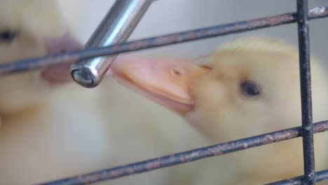 baby ducklings drinking water in a cage