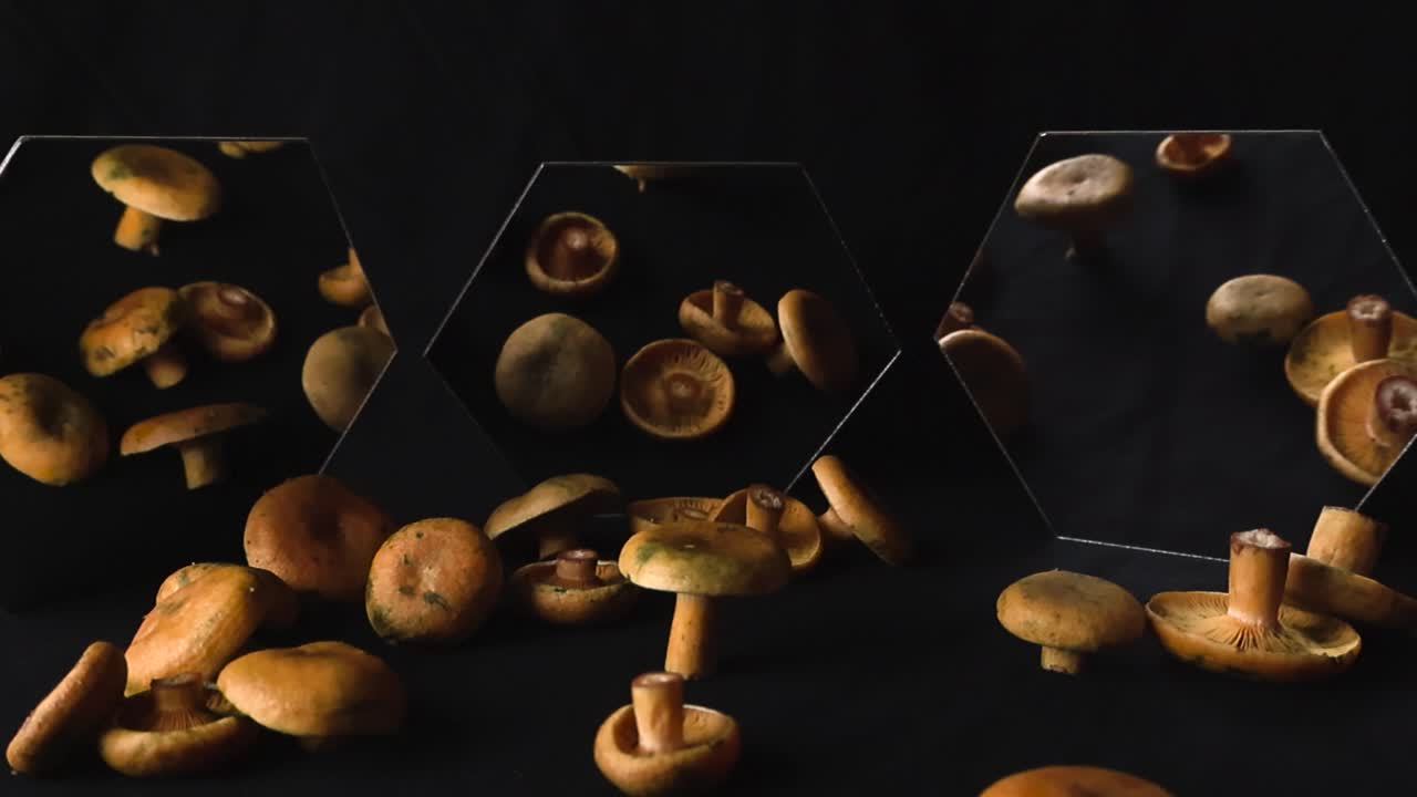 Close up view of tasty delicacy Orange Milkcap mushroom in front of hexagon shaped mirrors that are freshly cut and harvested and placed in front of a black studio background. Mushrooms reflecting