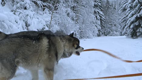 Huskies-shaking-the-snow-of,-in-a-snowy-forest,-gloomy,-overcast,-winter-day,---Handheld,-Slow-motion-shot