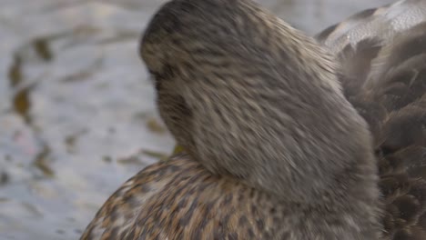 un primerísimo plano de un ánade real marrón moteado limpiando y picoteando sus plumas mientras descansa junto a un río