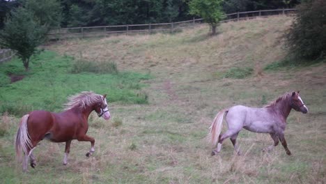 horses running after each other