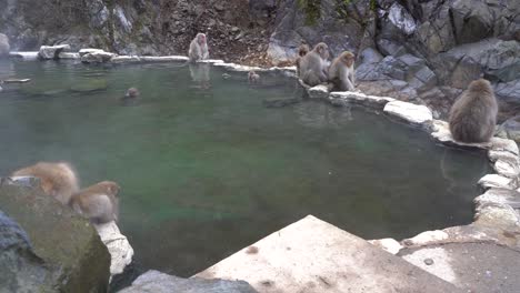 nagano, japan - group of japanese macaque snow monkeys finding home in a natural pool on a rocky mountain - medium shot