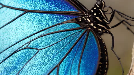 close-up of a blue butterfly's iridescent wing