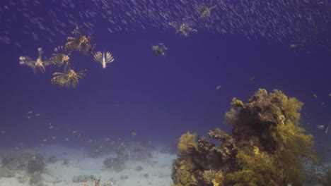 lion fish predators chasing glass fish prey by the coral reef of the red sea of egypt