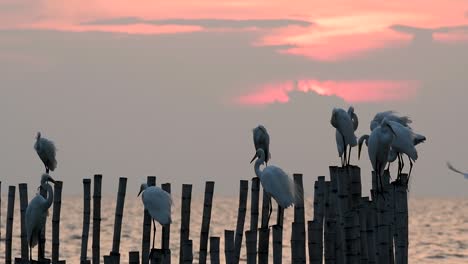 The-Great-Egret,-also-known-as-the-Common-Egret-or-the-Large-Egret