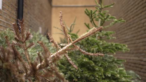 Dead-brown-and-green-Christmas-trees-branches-thrown-away-on-the-pavement-in-the-street,-with-trash,-ecologic-and-environment-issue