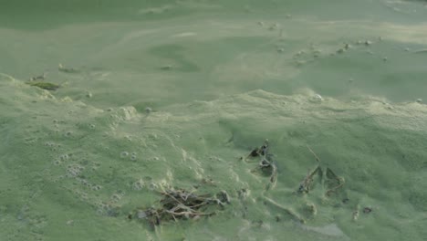 lake water and shore turned turquoise by algae plant