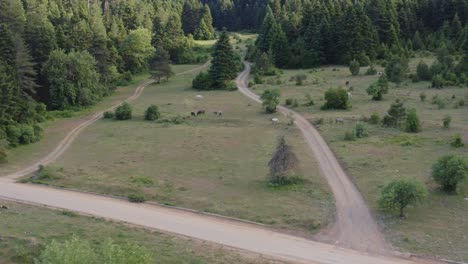 Aerial---Reveal-of-green-meadow-with-horses-grazing