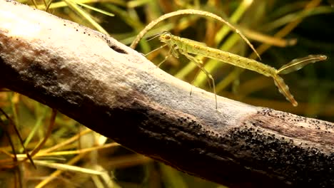 Damselfly-Nymphe-Schwimmt-Und-Sitzt-Auf-Einem-Stock