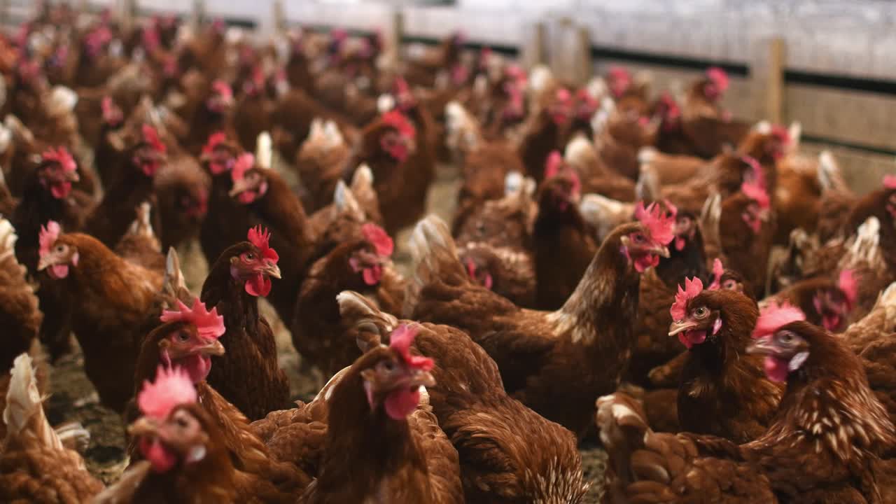 pollos en un gallinero