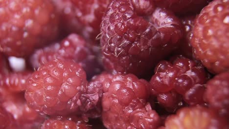 raspberry fruit background. close up of raspberry