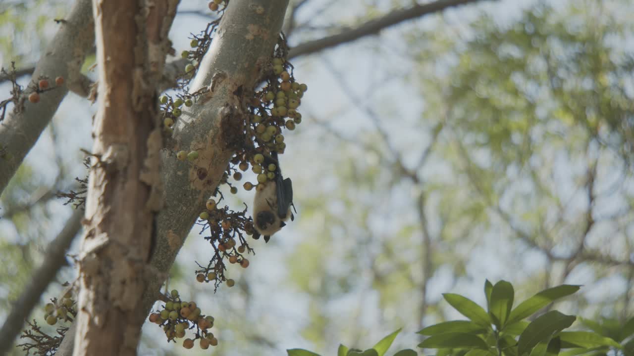 나무에 홀로 매달려 있는 박쥐, 거꾸로, 클러스터 무화과